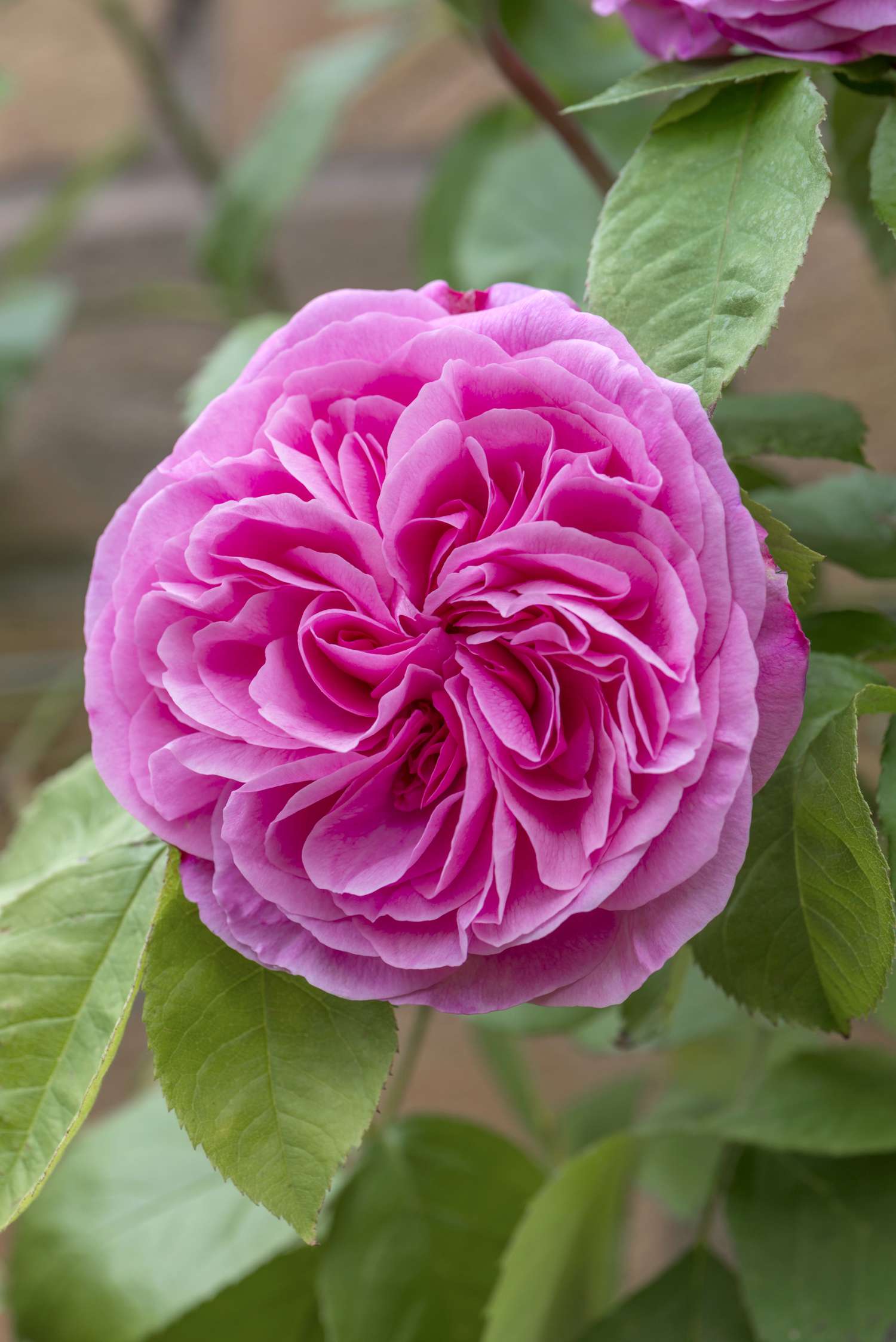 Rose 'Gertrude Jekyll®' (Ausbord)